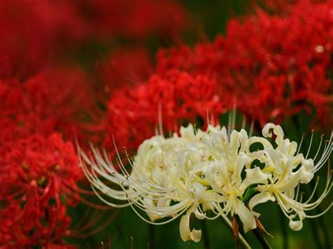 曼陀羅華 曼珠沙華|本来の曼珠沙華は彼岸花ではなく白い天界の伝説の花…